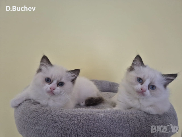 Ragdoll Cats / Регдол Котенца , снимка 11 - Други - 54549671