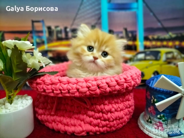 Британски биколори , снимка 5 - Британска късокосместа - 54162093