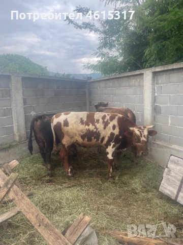 Продавам телета за курбан байрама , снимка 3 - Крави - 54608833