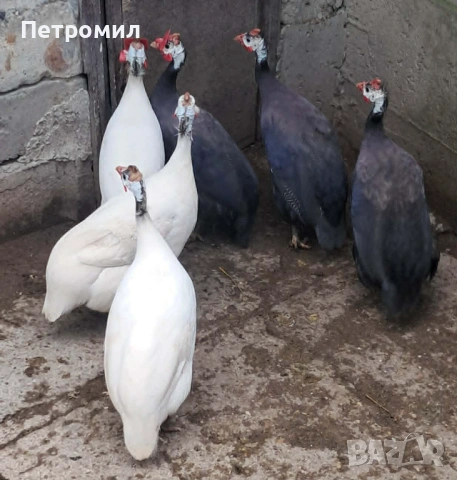 Яйца от токачки, снимка 2 - Кокошки и пуйки - 54916486