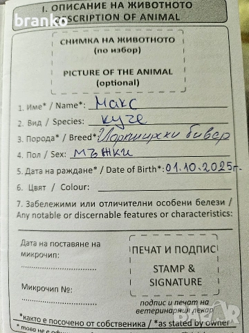 Продавам Бивер Йорк, снимка 6 - Йоркширски териер - 54718533