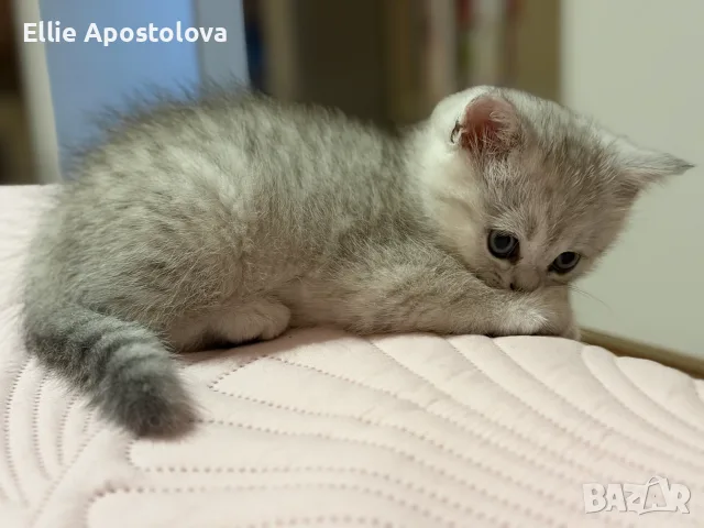 Британска сребърна чинчила, снимка 4 - Британска късокосместа - 55417309