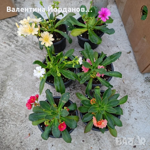 левизия студоустойчиво растение подходящо за алпинеуми и скални кътове 