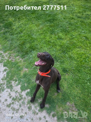 Продавам курцхар 