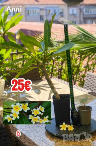 🌸 Плумерия (Frangipani) – Изберете си растение 🌸, снимка 6 - Градински цветя и растения - 55526267