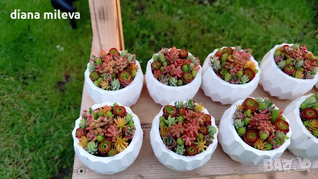 Гипсокерамични кашпи с живи студоустойчиви сукуленти!, снимка 3 - Градински цветя и растения - 54490387