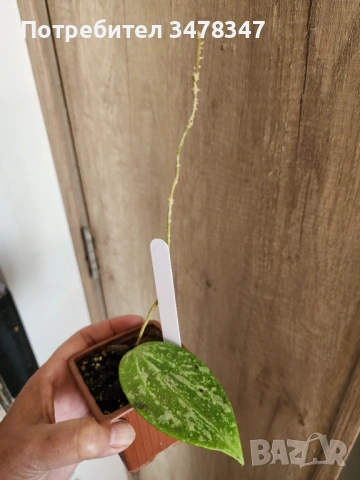Хоя Macrophylla splach, снимка 3 - Стайни растения - 54612809
