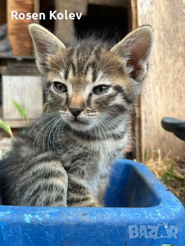 Подарявам котенца