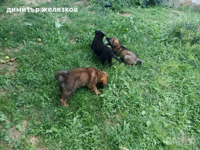 немско - белгийска овчарка , снимка 16 - Белгийска овчарка - 55269957
