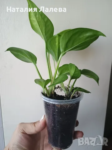Eпипремнум, epipremnum Global Green, снимка 3 - Стайни растения - 55440592