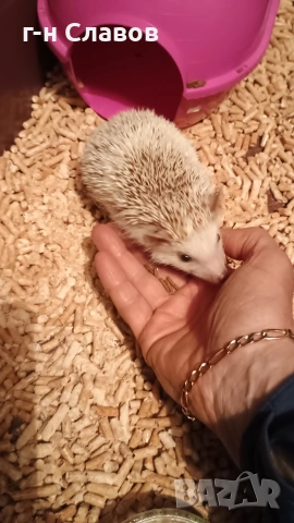 Африканско Таралежче с оборудване и храна. , снимка 10 - Таралеж - 54201276