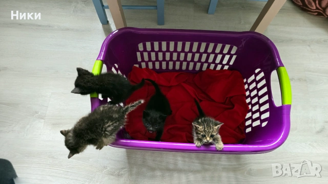 Подарявам 4 малки котенца