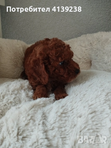 Той Пудел Poodle toi , снимка 8 - Пудели - 54976284