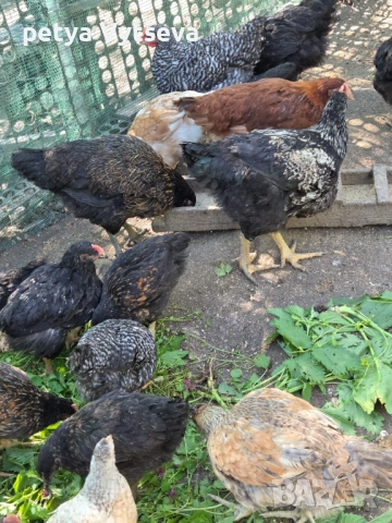 Продавам ярки и пилета, снимка 9 - Кокошки и пуйки - 54312704