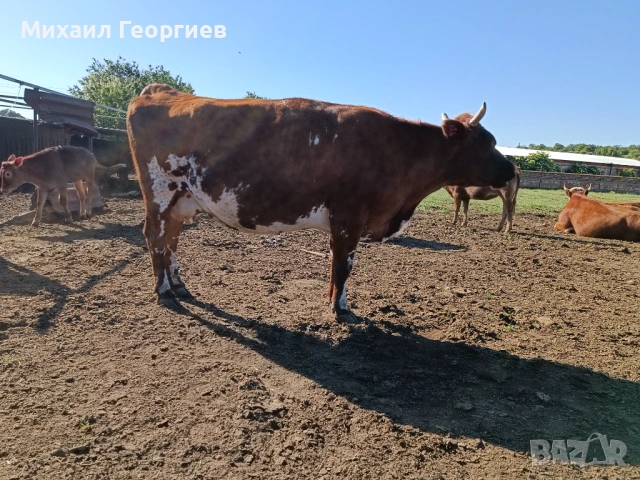 Продават се, снимка 3 - Крави - 54710130