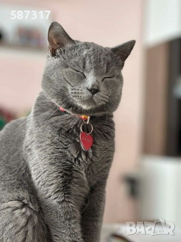 Котенце , шотландско клепоухо, снимка 4 - Британска късокосместа - 55103584