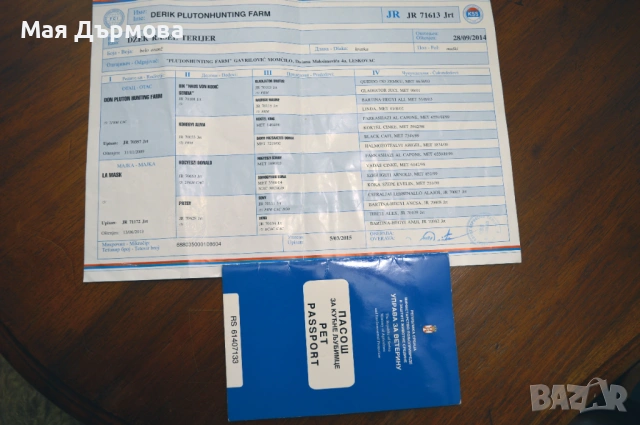 джак -ръсел териер с родословие, снимка 2 - Джак ръсел териер - 54152371