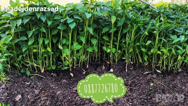 Разсад пипер, чушки, снимка 2 - Разсади - 54218205