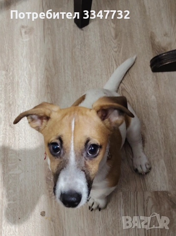 Продавам Джак Ръсвл