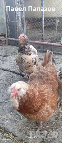 Продавам ярки араукана