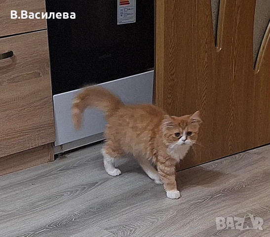 Персийски котета