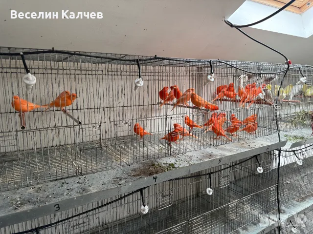 Червении и къдрави канарчета, снимка 6 - Канари - 55366159