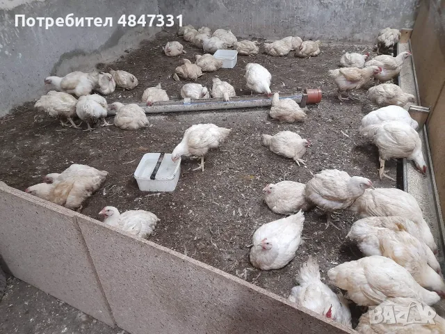 Кокошки  бройлери