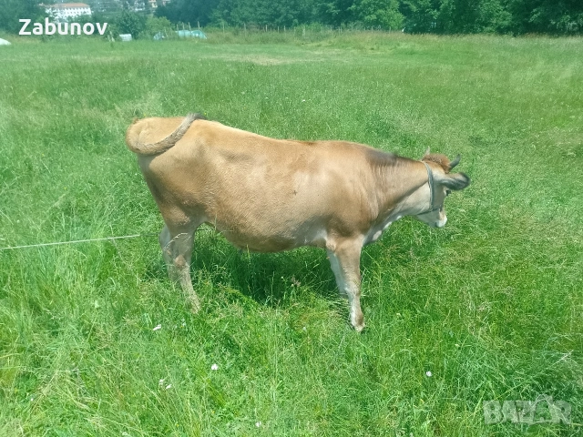 Продавам юница Джерсей на година и три месеца , снимка 8 - Крави - 55108269