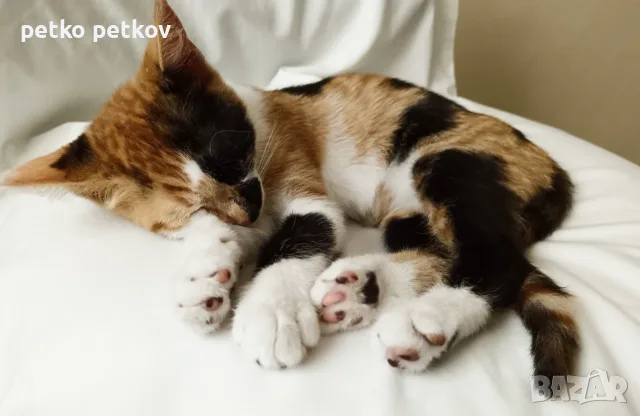 Подарявам малко котенце, снимка 8 - Други - 55499191