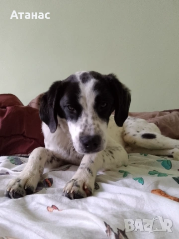 Подарявам кученце