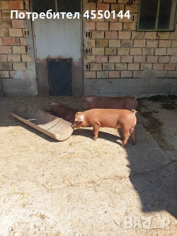 Прасе Дюрок, снимка 3 - Прасета - 54120276