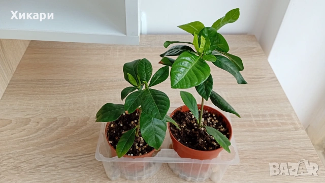 Гардения издънки Gardenia jasminoides