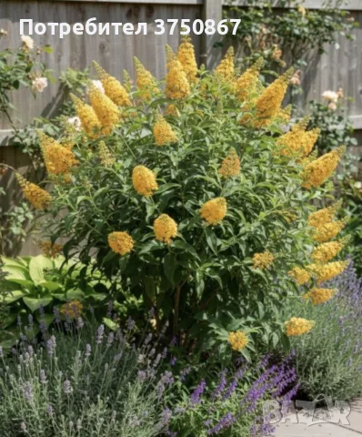 🌼🌿🌼 Будлея 'Sungold' 🧡🌿🧡 Buddleja × weyeriana 'Sungold', снимка 2 - Градински цветя и растения - 55407630