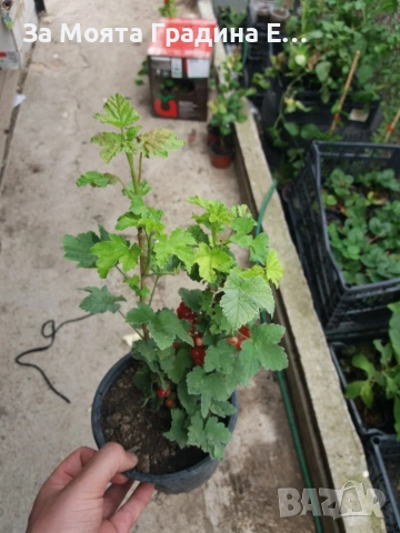 Йоща - хибрид между касис и цариградско грозде , снимка 7 - Градински цветя и растения - 54020913