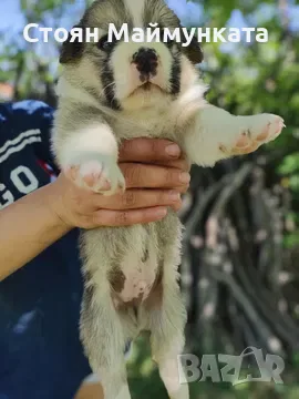 2 кученца подарявам ваксини