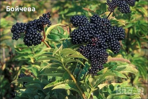 Сироп от черен бъз, снимка 2 - Други - 55692687