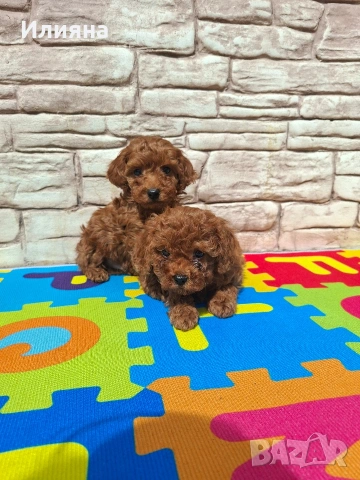 Пудел той момчета 