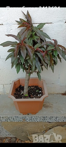 праскова червенолистна , снимка 5 - Градински цветя и растения - 54015433