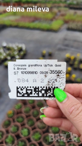 ореопсис Злато и Бронз, Coreopsis grandiflora UpTick™ Gold & Bronze, студоустойчив и многогодишен, снимка 6 - Градински цветя и растения - 54071950