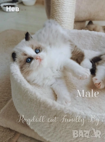 Ragdoll рагдол/регдол  котe , снимка 4 - Други - 51000590