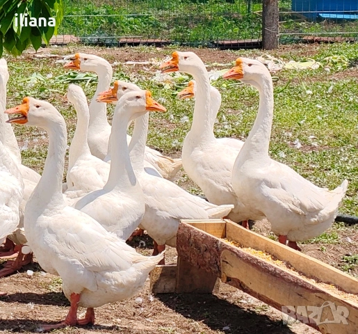 Продавам гъски Линда, снимка 2 - Патици и гъски - 54670620