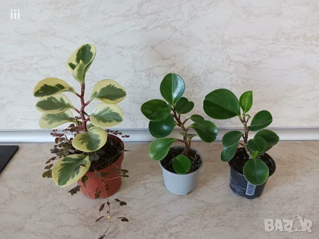 Пеперомия Peperomia obtusifolia - пъстра и зелена, снимка 2 - Стайни растения - 54904192