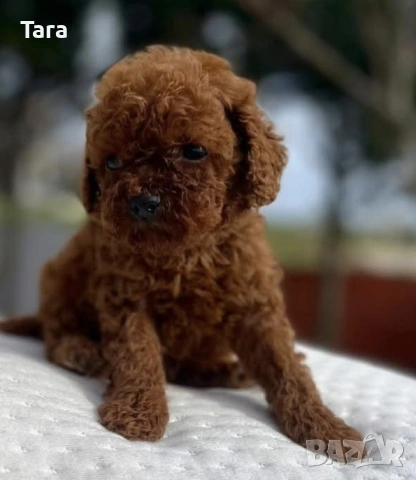 Пудел той, снимка 3 - Пудели - 54079075