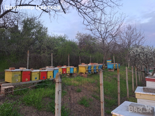Пчелни отводки система Дадан Блат, снимка 2 - Други - 54371020