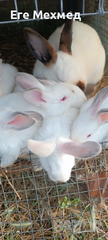 Продавам зайци на 3 месеца 