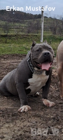 American bully XL / Американско були ХЛ, снимка 2 - Други - 54038946