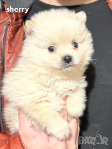 Померани, снимка 3 - Померан - 54321162