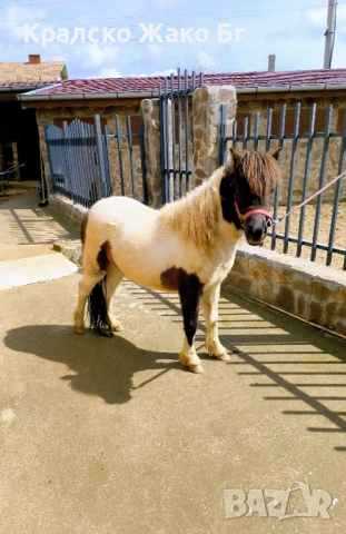 Шотландско пони, снимка 3 - Други животни - 54039704