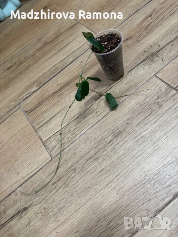 Hoya Хоя Rotundiflora 