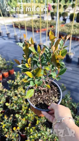  Фотиния Литъл Ред Робин, Photinia fr. Little Red Robin, снимка 5 - Градински цветя и растения - 43806136